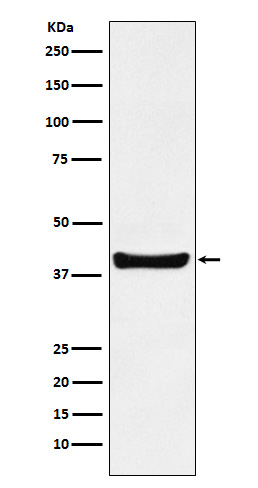 Rabbit monoclonal antibody