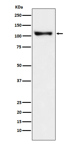 Rabbit monoclonal antibody