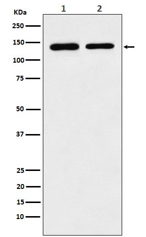 Rabbit monoclonal antibody