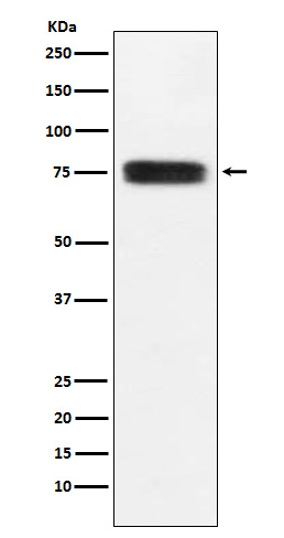Rabbit monoclonal antibody