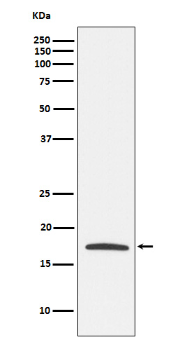 Rabbit monoclonal antibody