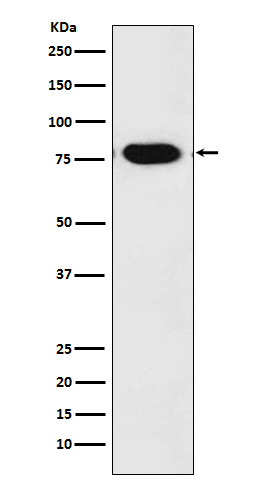 Rabbit monoclonal antibody