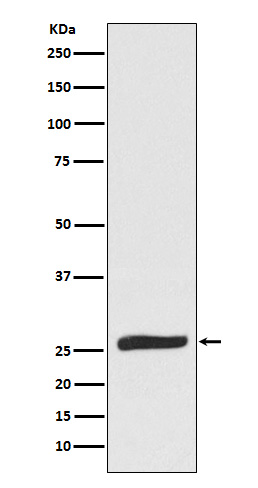 Rabbit monoclonal antibody
