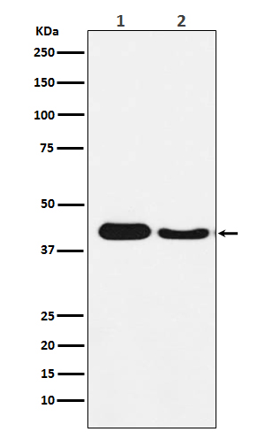 Rabbit monoclonal antibody