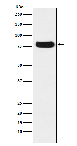 Rabbit monoclonal antibody
