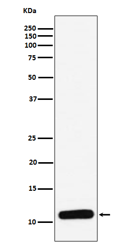 Rabbit monoclonal antibody