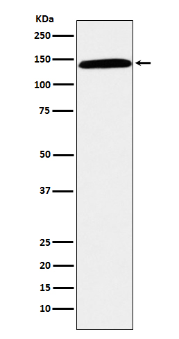 Rabbit monoclonal antibody