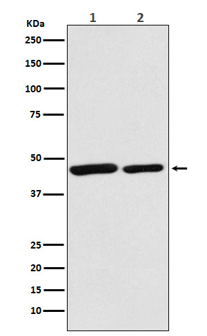 Rabbit monoclonal antibody