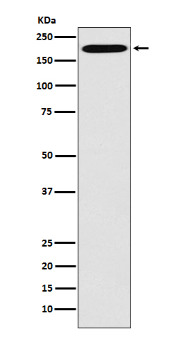 Rabbit monoclonal antibody