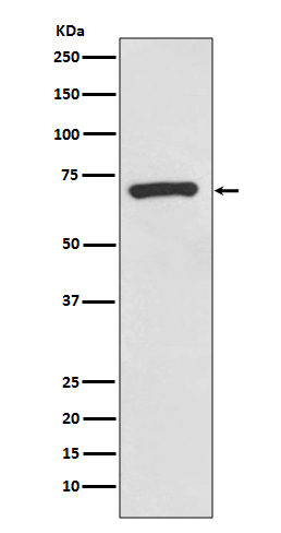 Rabbit monoclonal antibody