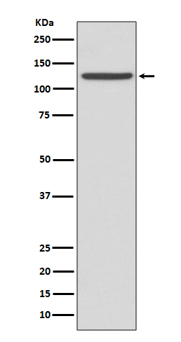 Rabbit monoclonal antibody