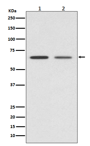 Rabbit monoclonal antibody