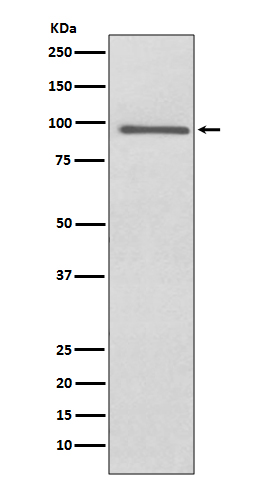 Rabbit monoclonal antibody