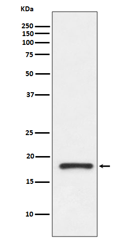 Rabbit monoclonal antibody
