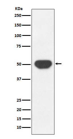 Rabbit monoclonal antibody