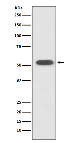 Rabbit monoclonal antibody