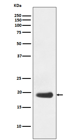Rabbit monoclonal antibody