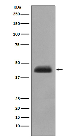 Rabbit monoclonal antibody