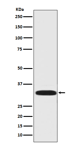 Rabbit monoclonal antibody