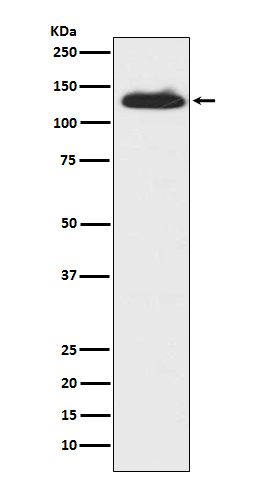 Rabbit monoclonal antibody