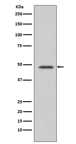 Rabbit monoclonal antibody