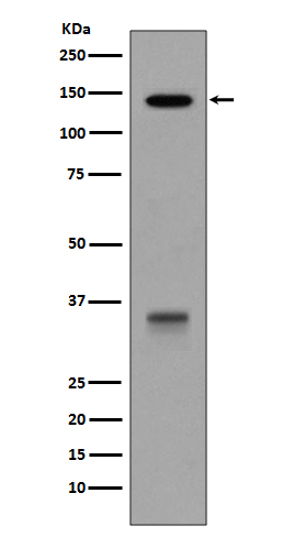 Rabbit monoclonal antibody