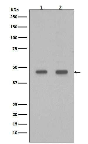 Rabbit monoclonal antibody