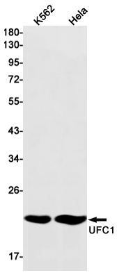 Rabbit monoclonal antibody
