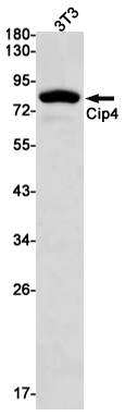 Rabbit monoclonal antibody