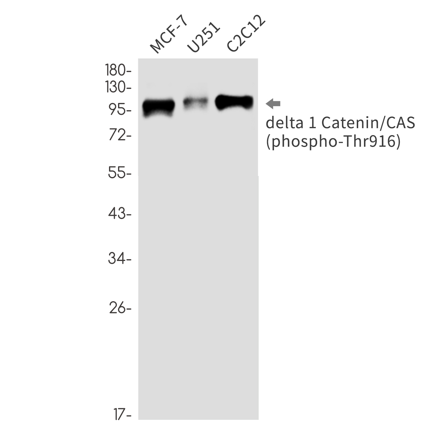 Rabbit monoclonal antibody