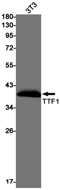 Rabbit monoclonal antibody
