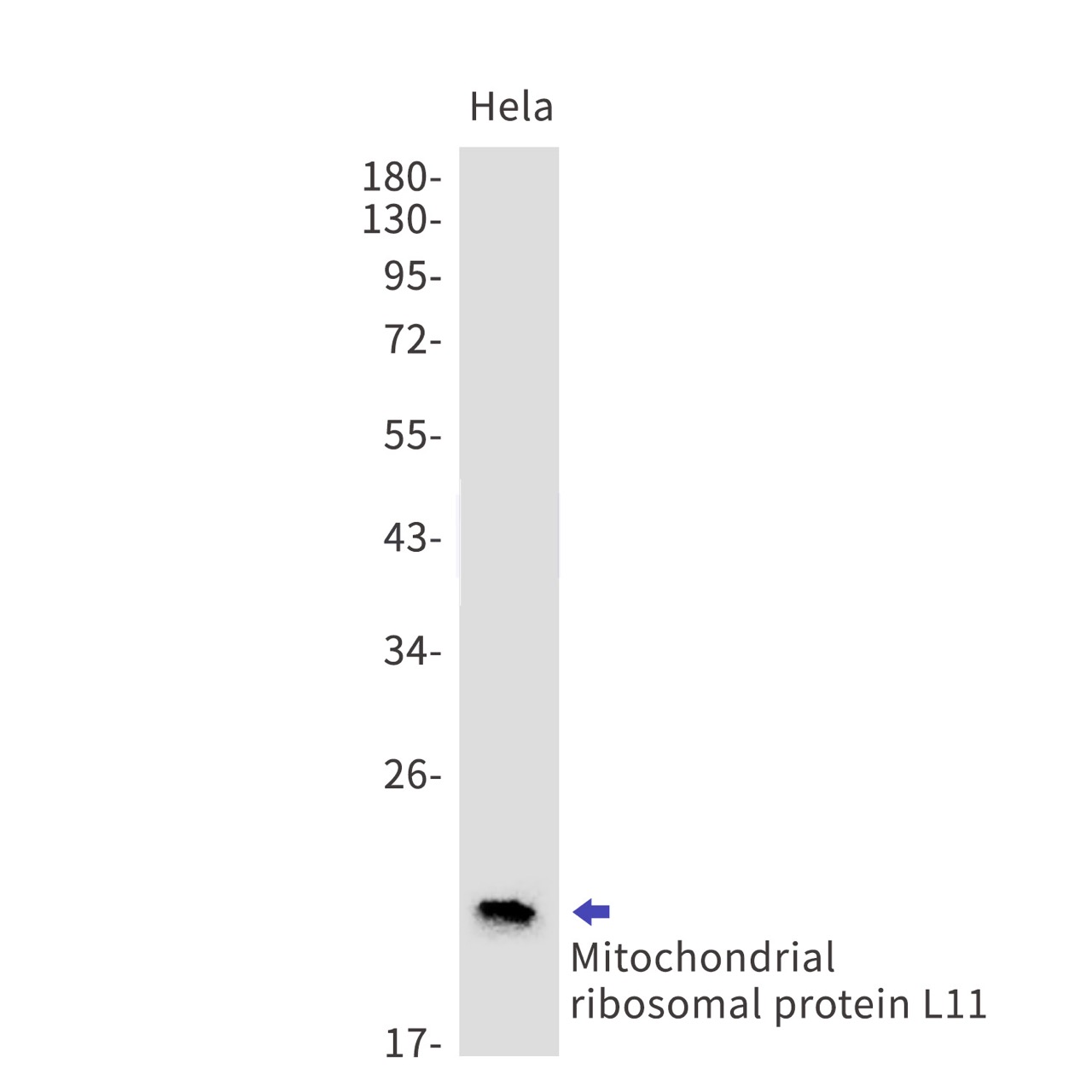 Rabbit monoclonal antibody