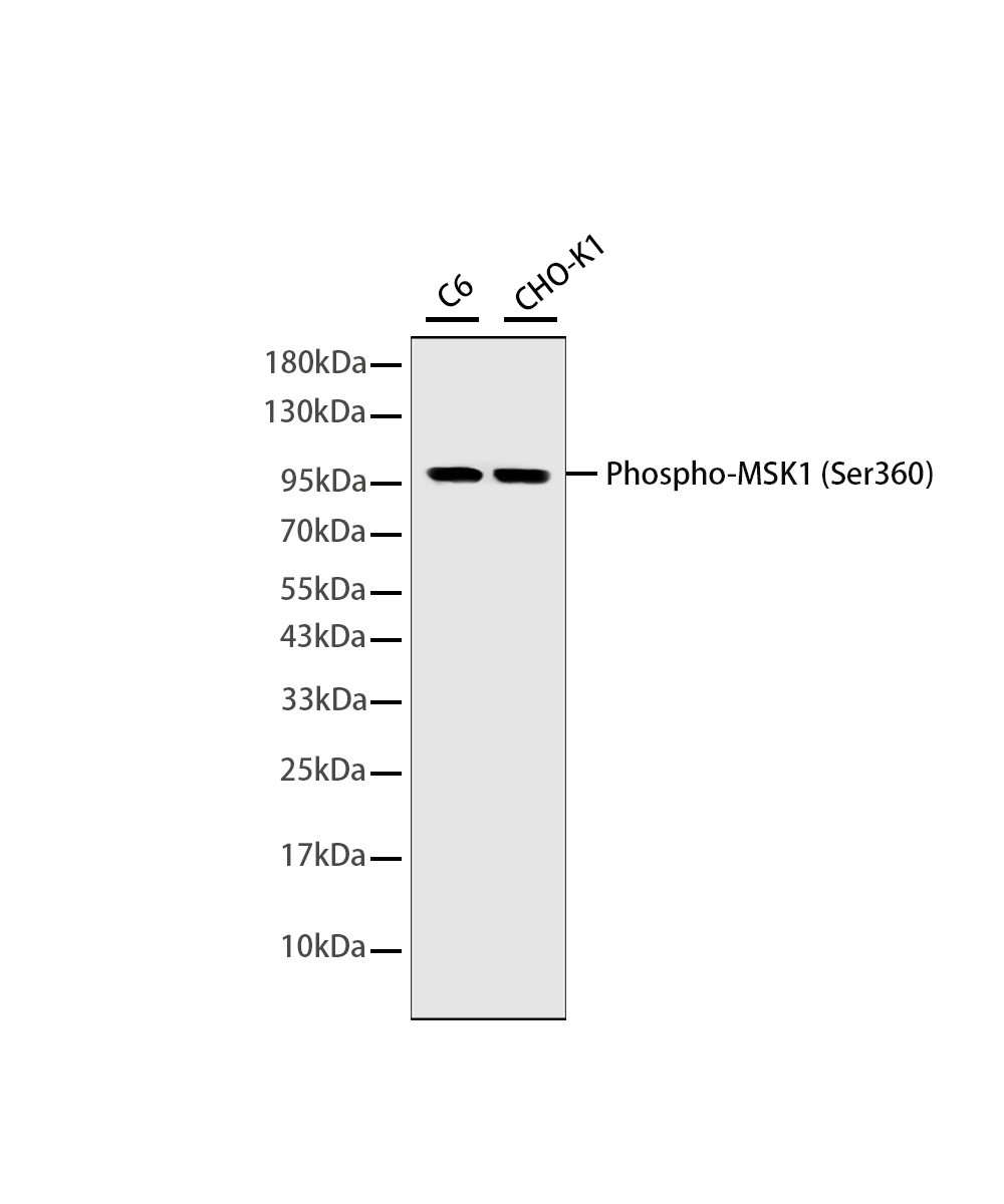 Rabbit monoclonal antibody