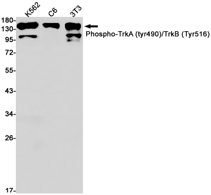 Rabbit monoclonal antibody