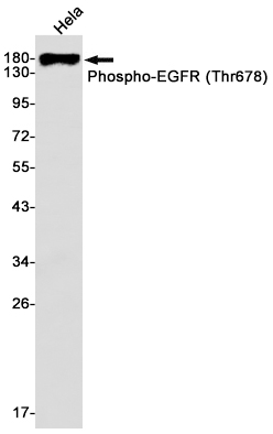 Rabbit monoclonal antibody