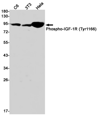 Rabbit monoclonal antibody