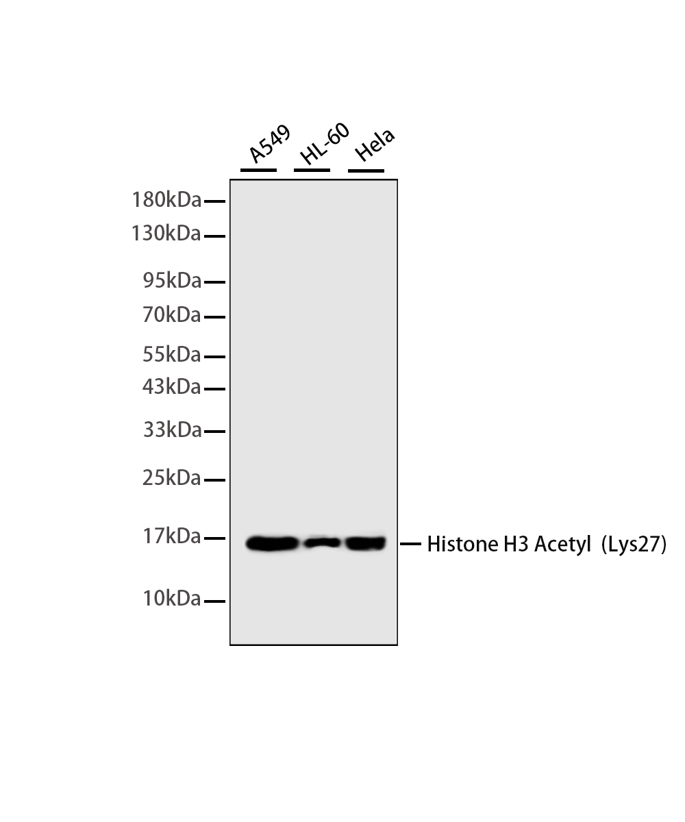 Rabbit monoclonal antibody