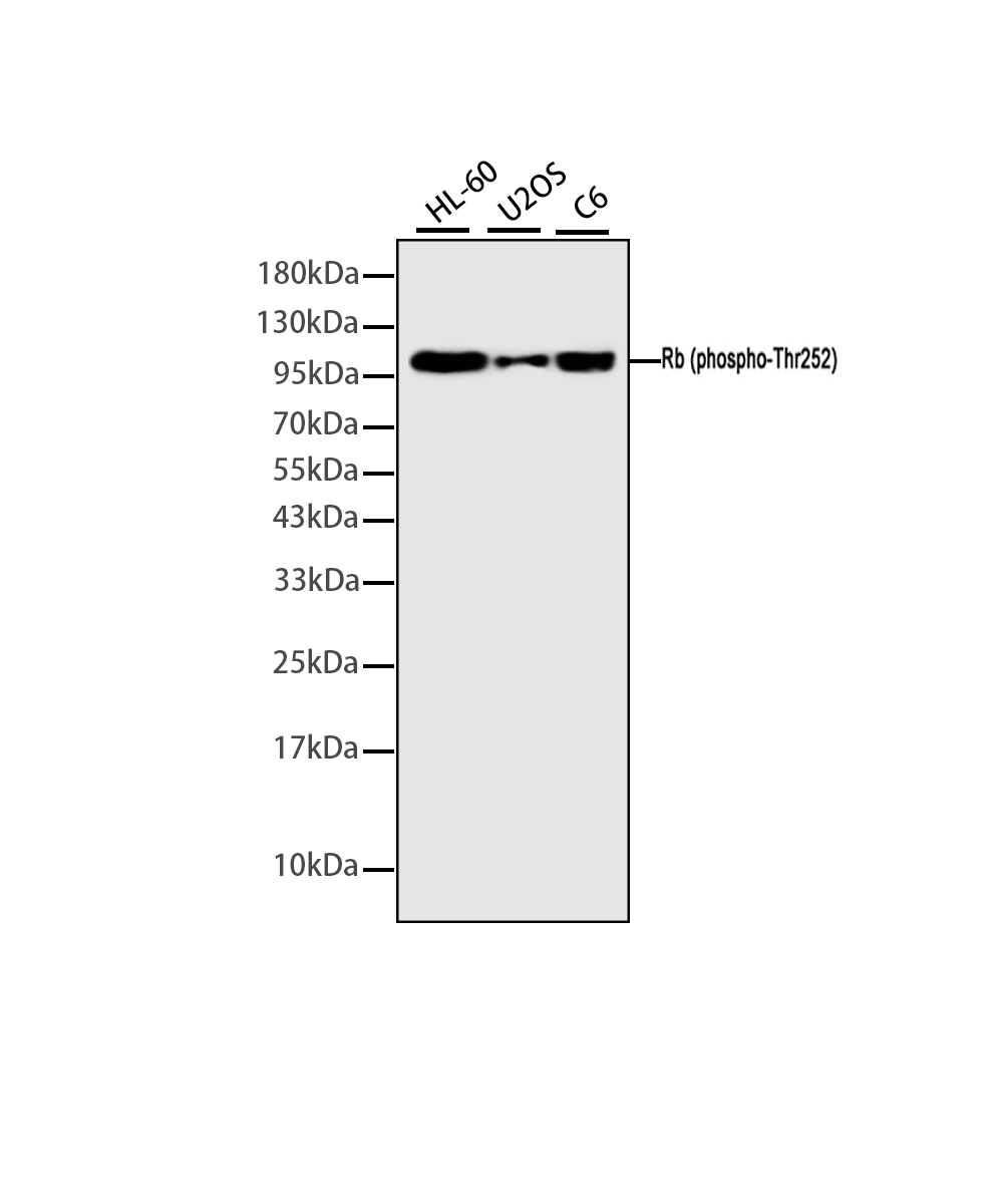 Rabbit monoclonal antibody