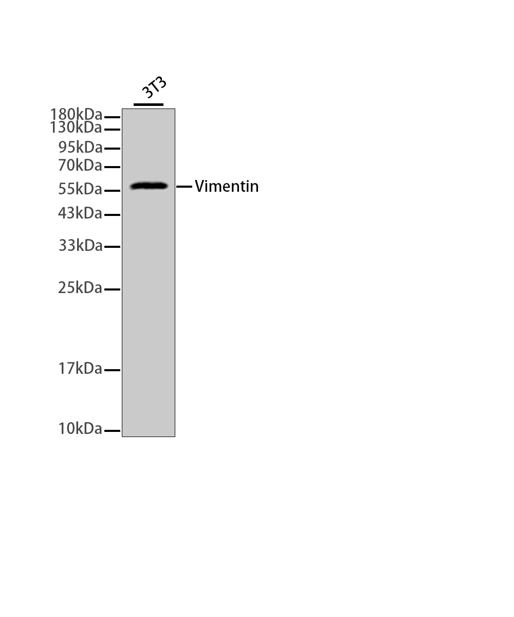 Rabbit monoclonal antibody