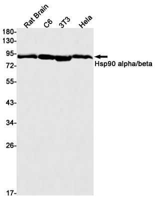 Rabbit monoclonal antibody