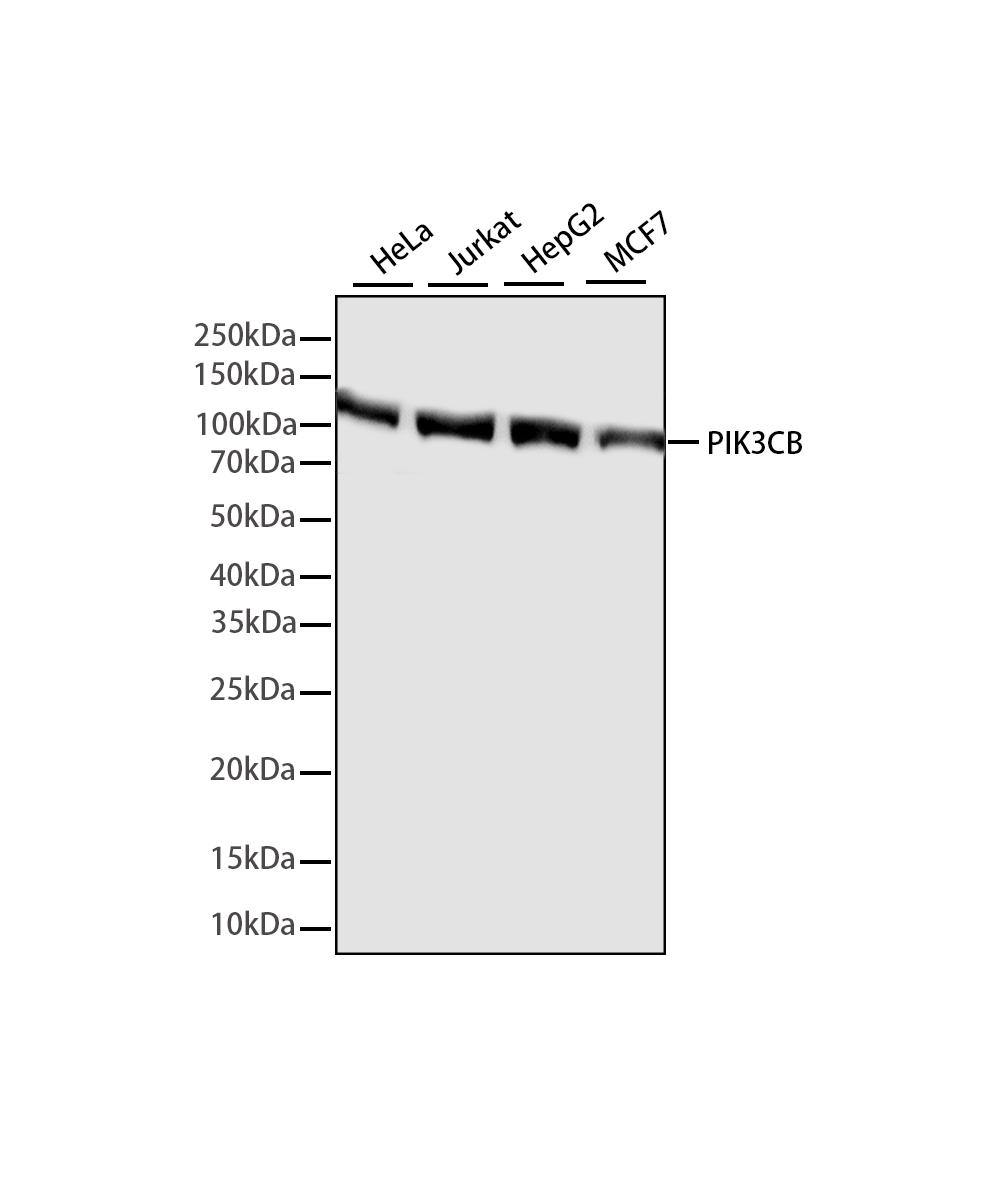 Rabbit monoclonal antibody