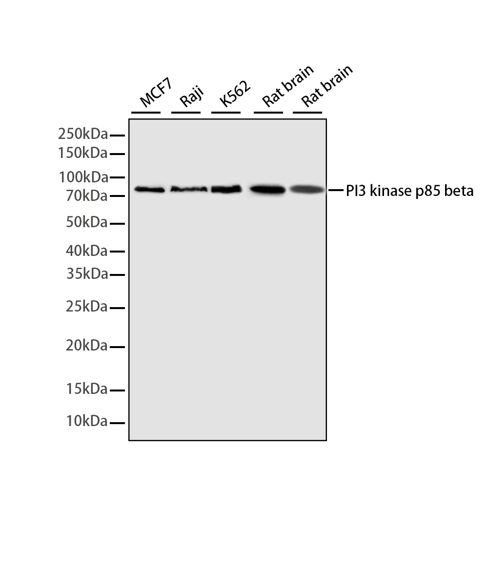 Rabbit monoclonal antibody