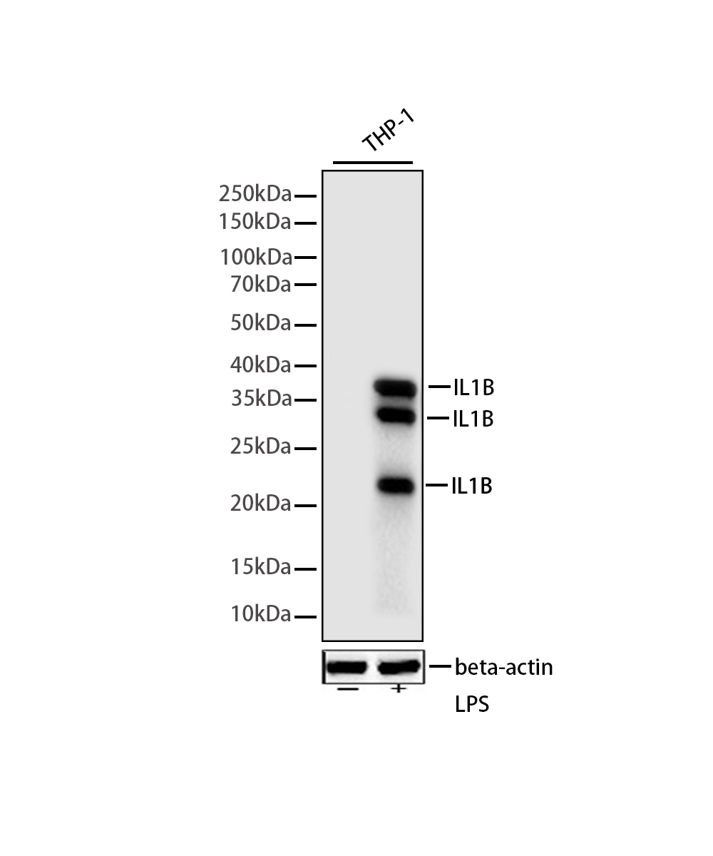 Rabbit monoclonal antibody