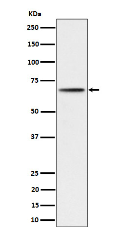 Rabbit monoclonal antibody