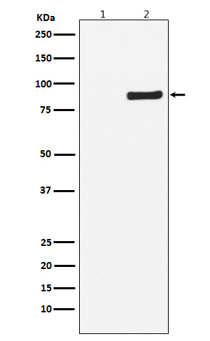 Rabbit monoclonal antibody