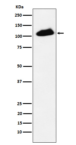 Rabbit monoclonal antibody