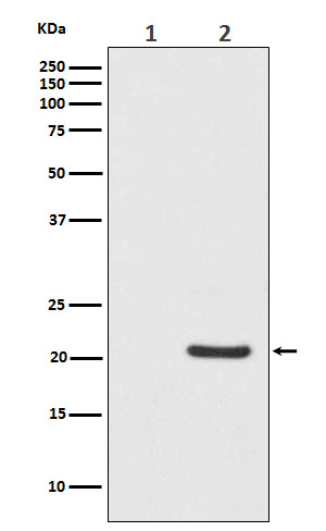 Rabbit monoclonal antibody