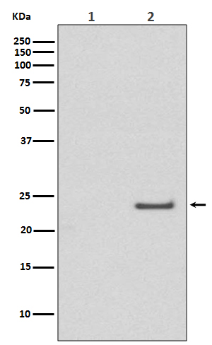 Rabbit monoclonal antibody