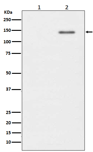 Rabbit monoclonal antibody
