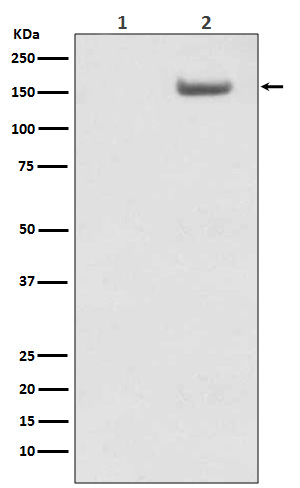 Rabbit monoclonal antibody